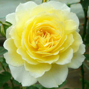 y11{` g_璼Iz oc 2N劔 4 JWm Climbing Roses C0382 KNc Ɨp Ԗ NX}X ubNtCf[  p  N 2025 v[g Mt