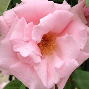 yg_璼Izoc 2N劔 4 LX[nbv Climbing Roses C0385 NC~O [Y KNc Ɨp Ԗ NX}X ubNtCf[ 5̂  2025 v