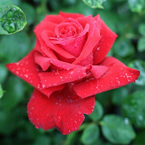 yg_璼Iz oc 2N劔c OfA[ o 4 C0387 KNc Ɨp Ԗ NX}X ubNtCf[  2025 v[g Mtg