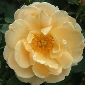 yg_璼Izoc 2N劔 4 S[hubV Climbing Roses C0391 NC~O [Y KNc Ɨp Ԗ NX}X ubNtCf[  p 2025 v[g 