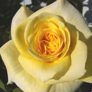yg_璼Izoc 2N劔 4 Ve^[[ Climbing Roses C0399 NC~O [Y KNc Ɨp Ԗ NX}X ubNtCf[  ps2201 2025 v[g 