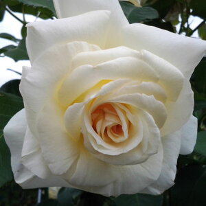 y11{` g_璼Izoc 2N劔 4 Vl[oc@[ Climbing Roses C0400 NC~O [Y KNc Ɨp Ԗ nEB nEC NX}X  