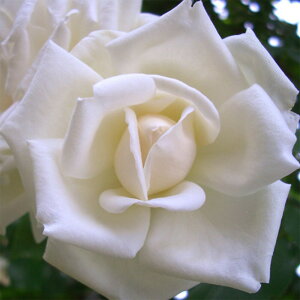 y11{` g_璼Iz Hc oc 2N劔 4 V Climbing Roses C0401 KNc Ɨp Ԗ NX}X ubNtCf[  p  N ps2201 2025 v[