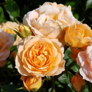 yg_璼Izoc 2N劔 4 XC[gh[ Climbing Roses C0402 NC~O [Y KNc Ɨp Ԗ NX}X ubNtCf[  p 2025 v[g 