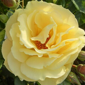 yg_璼Iz oc 2N劔 4 CLfJbg Climbing Roses C0407 KNc Ɨp Ԗ NX}X ubNtCf[  ps2201 2025 v[g Mtg