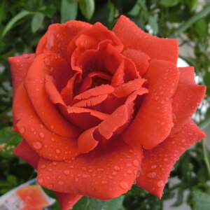 yg_璼Izoc 2N劔 4 eRb^ Climbing Roses C0408 NC~O [Y KNc Ɨp Ԗ NX}X ubNtCf[  p 2025 v[g Mtg