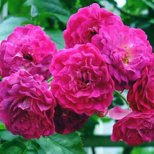 y11{` g_璼Iz oc 2N劔c u[}[^ o 4 C0426 KNc Ɨp Ԗ nEB nEC NX}X  2025 v[g Mtg