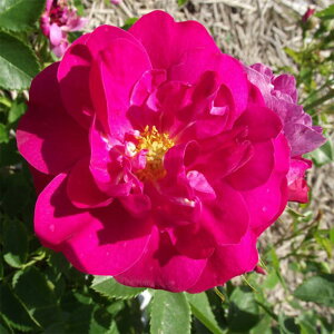 yg_璼Iz oc 2N劔c w[PV[ o 4 C0431 KNc Ɨp Ԗ NX}X ubNtCf[  2025 v[g Mtg