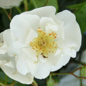 yg_璼Iz oc 2N劔 4 {r[WF[X Climbing Roses C0433 NC~O [Y NX}X  p 2025 v[g Mtg