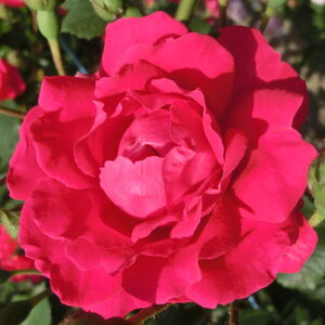 y11{` g_璼Iz oc 2N劔 4 Oi Climbing Roses C0439 NC~O [Y KNc Ɨp Ԗ nEB nEC 0̂  p \ܖ 202