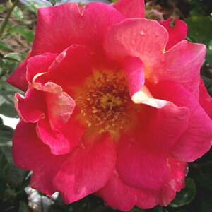 yg_璼Izoc 2N劔 4 bhCG[ Climbing Roses C0442 NC~O [Y NX}X |CgobN  p 2025 v[g Mtg