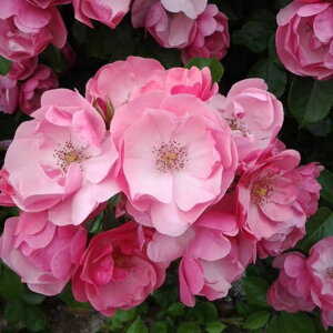 yg_璼Iz oc 2N劔 4 AWF Climbing Roses C0834 NC~O [Y NX}X |CgobN  2025 v[g Mtg