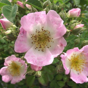 y11{` g_璼Iz oc 2N劔 4 L[u[ Climbing Roses C0839 NC~O [Y nEB nEC NX}X  2025 v[g Mtg