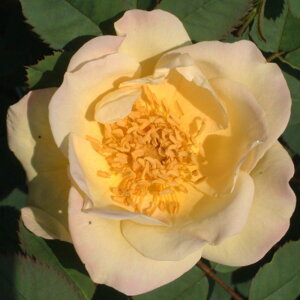 y11{` g_璼Iz oc 2N劔 4 t[OXS[h Climbing Roses C1101 NC~O [Y NX}X  2025 v[g Mtg