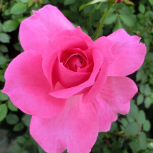 yg_璼Iz oc 2N劔 4 sNNEh Climbing Roses C1103 NC~O [Y KNc Ɨp Ԗ NX}X ubNtCf[ 5̂  2025 v[g