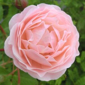 y11{` g_璼Iz Hc oc 2N劔 4 j[h[X Climbing Roses C1144 NC~O [Y KNc Ɨp Ԗ nEB nEC NX}X 