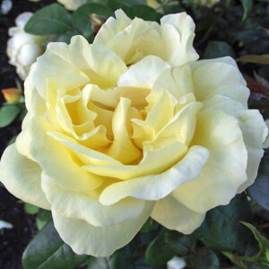 yg_璼Iz oc 2N劔 4 nCtB[h Climbing Roses C1285 NC~O [Y KNc Ɨp Ԗ NX}X ubNtCf[  p ps2201 2025 v[