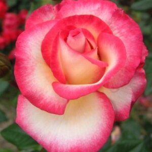y11{` g_璼Iz oc 2N劔 4 nf Climbing Roses C1304 NC~O [Y KNc Ɨp Ԗ nEB nEC 0̂  p 2025 v