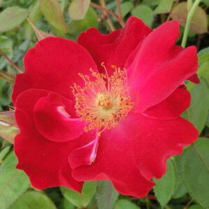 yg_璼Iz oc 2N劔 4 fBQg Climbing Roses C1325 NC~O [Y KNc Ɨp Ԗ NX}X ubNtCf[ 5̂  2025 v[g 