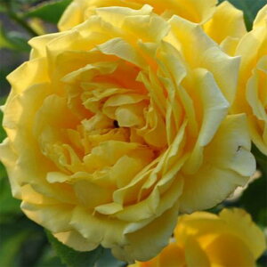 y11{` g_璼Iz Hc oc 2N劔 4 S[fQ[g Climbing Roses C1352 KNc Ɨp Ԗ nEB nEC 0̂  p  N \