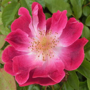 yg_璼Iz oc 2N劔 4 O[eBOX Climbing Roses C1362 KNc Ɨp Ԗ NX}X ubNtCf[  2025 v[g Mtg