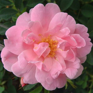 yg_璼Iz oc 2N劔 4 vC[h[ Climbing Roses C1385 KNc Ɨp Ԗ NX}X ubNtCf[  2025 v[g Mtg