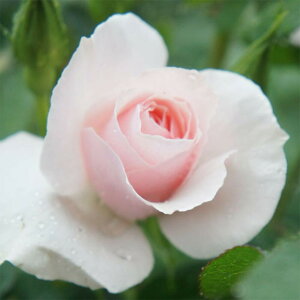 yg_璼Izoc 2N劔 4 j[nbs[^[Y Climbing Roses C1387 KNc Ɨp Ԗ NX}X ubNtCf[ 