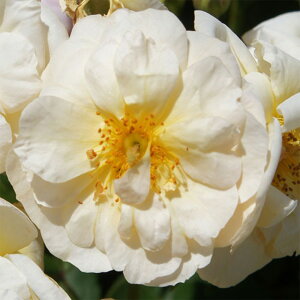 yg_璼Izoc 2N劔c ReXEAhEhDEI[gc Y[Y o 4 C1400 KNc Ɨp Ԗ NX}X ubNtCf[  20