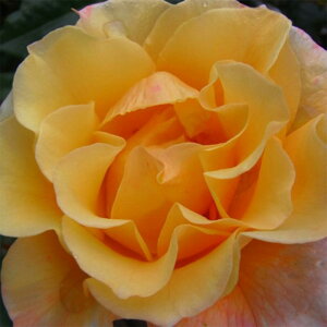 yg_璼Izoc 2N劔c S[hXpbc o 4 C1430 KNc Ɨp Ԗ NX}X ubNtCf[  2025 v[g Mtg