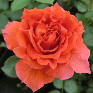 yg_璼Iz oc 2N劔 4 CXEFu Floribunda Roses E1108 KNc Ɨp Ԗ NX}X ubNtCf[  2025 v[g Mtg