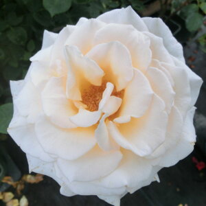 yg_璼Iz oc 2N劔 4 CYgV[u[ Hybrid tea Roses E1119 KNc Ɨp Ԗ NX}X ubNtCf[ 5̂  2025 v[g Mtg