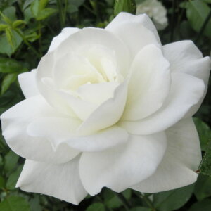 yg_璼Iz oc 2N劔 4 ACXo[O Floribunda Roses F0275 NX}X  2025 v[g Mtg