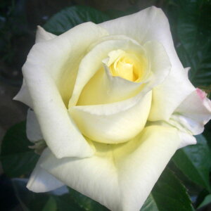 yg_璼Izoc 2N劔 4 OXe Floribunda Roses F0291 KNc Ɨp Ԗ NX}X ubNtCf[  2025 v[g Mtg