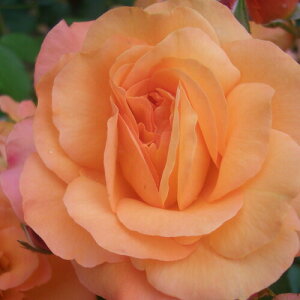 yg_璼Iz oc 2N劔 4 Xj[hDAltN Floribunda Roses F0306 KNc Ɨp Ԗ NX}X ubNtCf[  2025 v[g Mtg