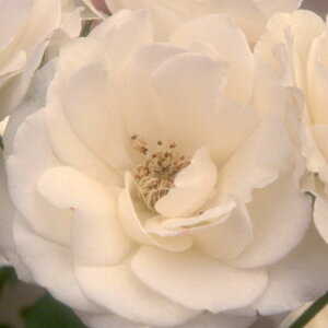 yg_璼Iz oc 2N劔 4 Xm[vZX Floribunda Roses F0308 KNc Ɨp Ԗ NX}X ubNtCf[  2025 v[g Mtg