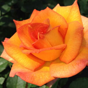 yg_璼Iz oc 2N劔 4 eL[2000 Floribunda Roses F0312 KNc Ɨp Ԗ NX}X ubNtCf[  ps2201 2025 v[g Mtg