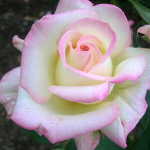 y11{` g_璼IzHc oc 2N劔 4 jR Floribunda Roses F0317 KNc Ɨp Ԗ nEB nEC NX}X  2025 v[g Mtg