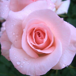 yg_璼Iz oc 2N劔 4 sNt`[X Floribunda Roses F0324 KNc Ɨp Ԗ NX}X ubNtCf[  2025 v[g Mtg