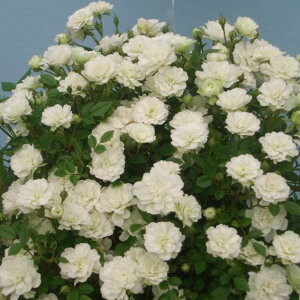 yg_璼Izoc 2N劔 4 vZX Floribunda Roses F0330 KNc Ɨp Ԗ NX}X ubNtCf[  ps2201 2025 v[g Mtg