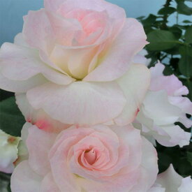 楽天市場 マチルダ 花の通販