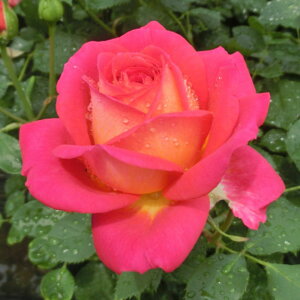 yg_璼Izoc 2N劔 4 ~bhT}[ Floribunda Roses F0343 KNc Ɨp Ԗ NX}X ubNtCf[  2025 v[g Mtg