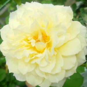 yg_璼Izoc 2N劔 4 [XvCg Floribunda Roses F0344 NX}X  2025 v[g Mtg