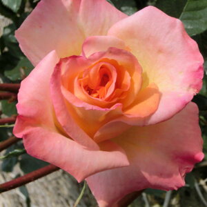 yg_璼Iz oc 2N劔 4 iU Floribunda Roses F0345 KNc Ɨp Ԗ NX}X ubNtCf[  2025 v[g Mtg