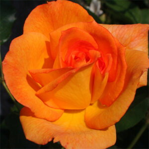 yg_璼Iz oc 2N劔 4 o Floribunda Roses F0352 KNc Ɨp Ԗ NX}X ubNtCf[ 5̂  ps2201 2025 v[g Mtg