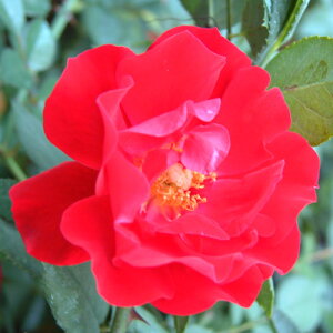 yg_璼Izoc 2N劔 4 }[b^ Floribunda Roses F0531 NX}X |CgobN  2025 v[g Mtg