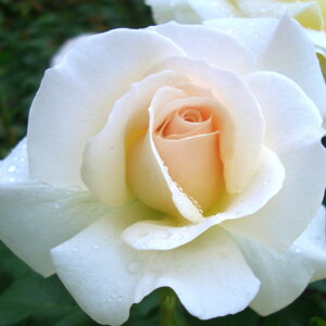 yg_璼Izoc 2N劔 4 t`[X Floribunda Roses F0865 NX}X  2025 v[g Mtg