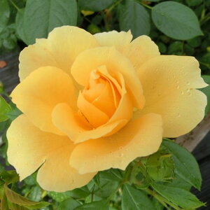 yg_璼Izoc 2N劔 4 eL[S[h Floribunda Roses F1047 KNc Ɨp Ԗ NX}X ubNtCf[  2025 v[g Mtg