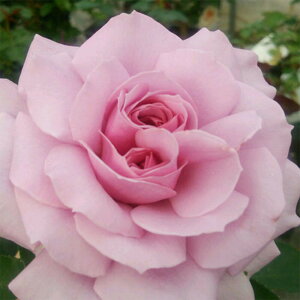 yg_璼Iz oc 2N劔 4 u\O Floribunda Roses F1053 KNc Ɨp Ԗ NX}X ubNtCf[  ps2201 2025 v[g Mtg