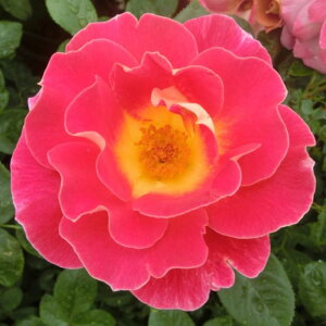 yg_璼Izoc 2N劔 4 VpJNe Floribunda Roses F1133 KNc Ɨp Ԗ NX}X |CgobN  2025 v[g Mtg