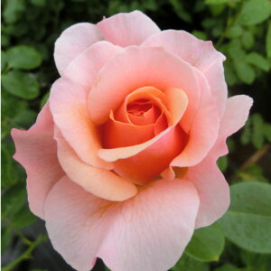 y11{` g_璼Iz Hc oc 2N劔 4 pt[hA Floribunda Roses F1140 jƗp Ԗ nEB nEC NX}X  2025 v[g Mt